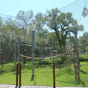 Asian Forest - Bornean Orangutan Exhibit