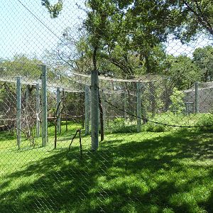 Asian Forest - Bornean Orangutan Exhibit