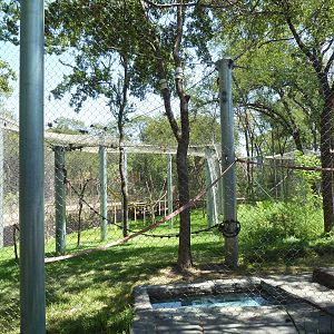 Asian Forest - Bornean Orangutan Exhibit