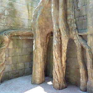 Asian Forest - Tree Branches