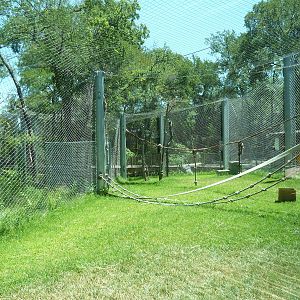 Asian Forest - Bornean Orangutan Exhibit