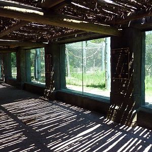 Asian Forest - Bornean Orangutan Exhibit