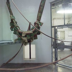 Asian Forest - Bornean Orangutan Exhibit - Indoors