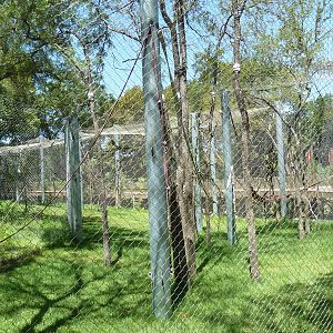 Asian Forest - Bornean Orangutan Exhibit