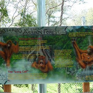 Asian Forest - Bornean Orangutan Exhibit Sign