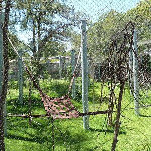 Asian Forest - Bornean Orangutan Exhibit