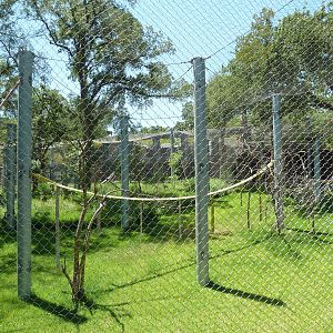 Asian Forest - Bornean Orangutan Exhibit