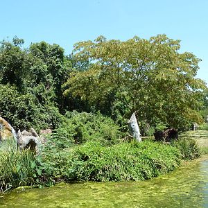 Ring-Tailed Lemur Exhibit