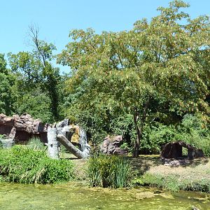 Ring-Tailed Lemur Exhibit