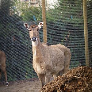 Zoo Barcelona -Nilgai