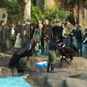 Zoo Barcelona -Sea lions