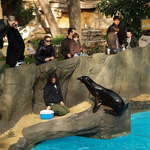 Zoo Barcelona -Sea lions