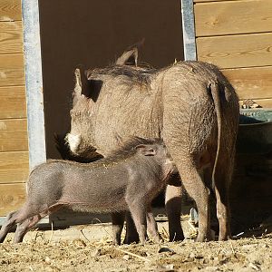 Zoo Barcelona - Warthog