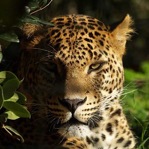 Zoo Barcelona - Sri-Lanka Leopard