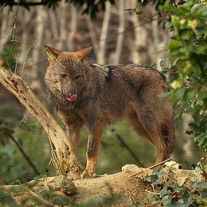 Zoo Barcelona - Iberian wolf