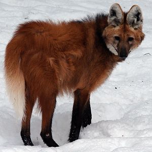 Chrysocyon brachyurus / Maned Wolf (female Olga)