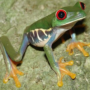 Agalychnis callidryas / Red-eyed tree frog