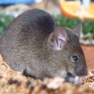 House Mouse