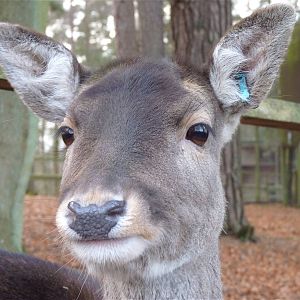Fallow Deer