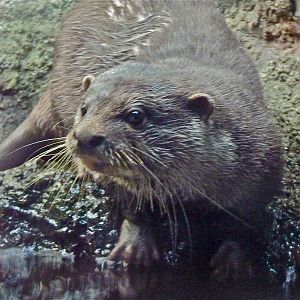 Asian Short-Clawed Otter