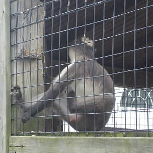 Macaque