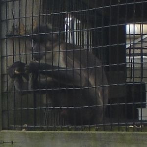 Macaque