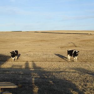 Cows