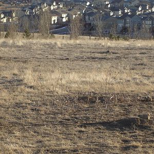 Prairie Dogs - houses outside the center