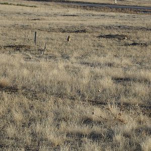 Prairie Dogs
