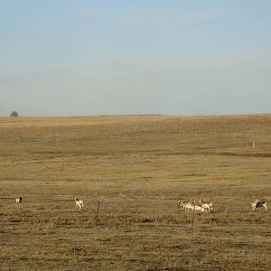 Pronghorn herd