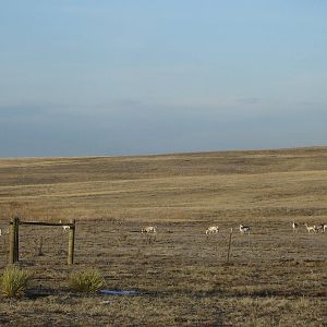 Pronghorn herd