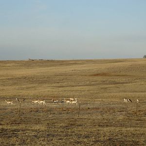 Pronghorn herd