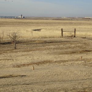 Prairie Dogs