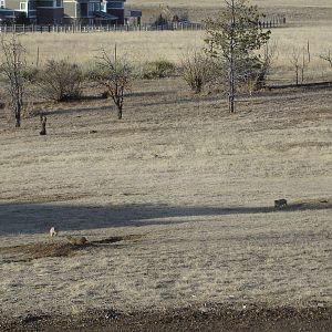 Prairie Dogs