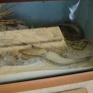 Prairie Rattlesnake - in process of shedding