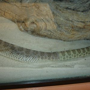 Prairie Rattlesnake - in process of shedding