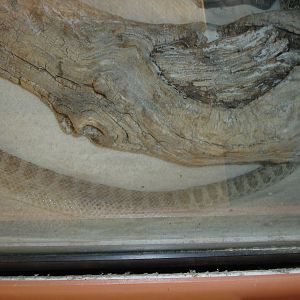 Prairie Rattlesnake - in process of shedding