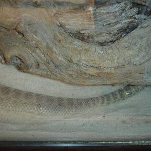 Prairie Rattlesnake - in process of shedding