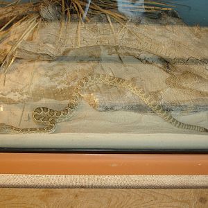 Prairie Rattlesnake