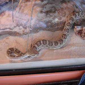 Prairie Rattlesnake
