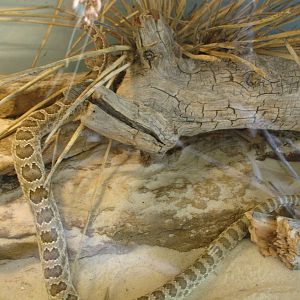 Prairie Rattlesnake
