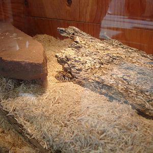 Western Hognose Snake