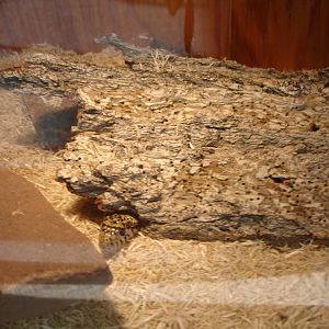 Western Hognose Snake