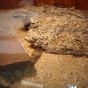 Western Hognose Snake