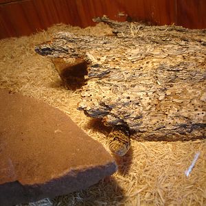 Western Hognose Snake