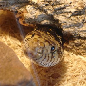 Western Hognose Snake