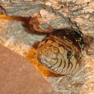 Western Hognose Snake