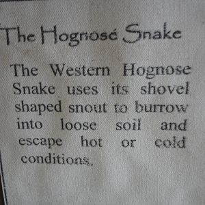 Western Hognose Snake sign
