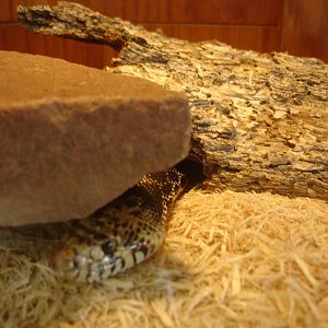 Western Hognose Snake