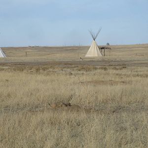 Prairie Dogs